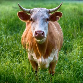 animal-cattle-close-up-458991