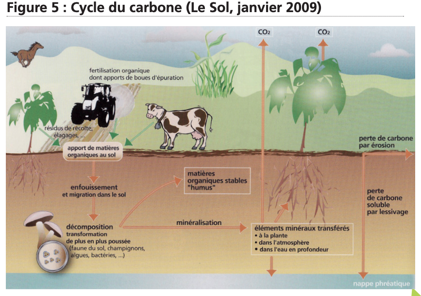 cycle du carbone dans le sol