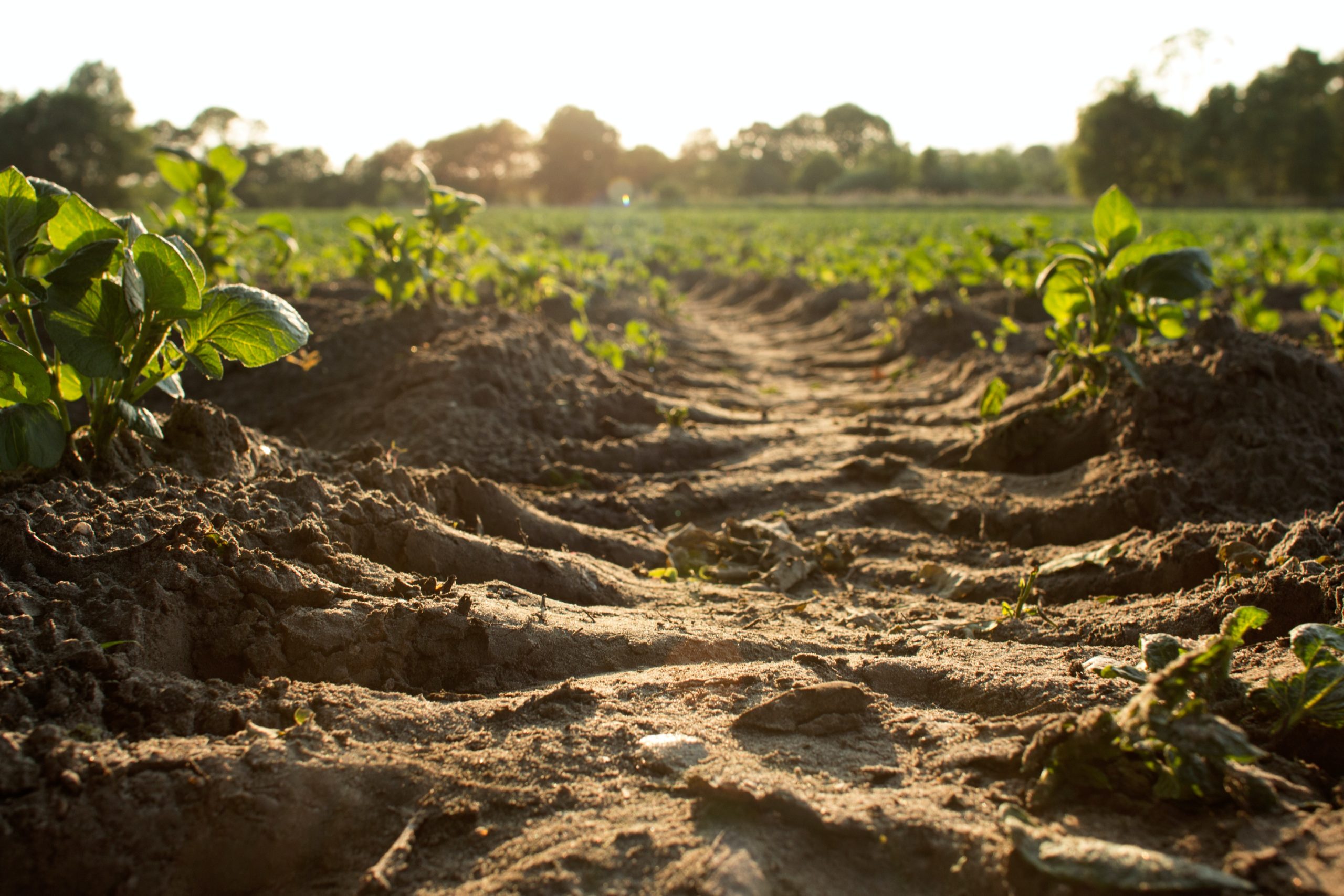 Agriculture : les quatre axes principaux du travail du sol - Agrifind